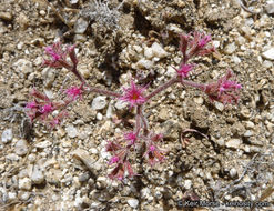 Image of <i>Chorizanthe fimbriata</i> var. <i>laciniata</i>