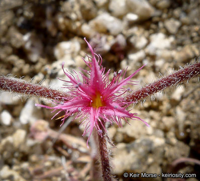 Image of <i>Chorizanthe fimbriata</i> var. <i>laciniata</i>