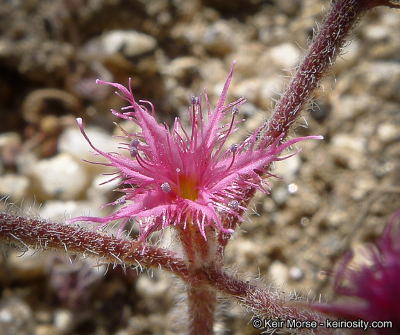 Image of <i>Chorizanthe fimbriata</i> var. <i>laciniata</i>