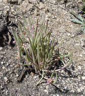 Image of streambank springbeauty