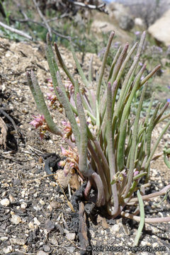 Image of streambank springbeauty