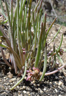 Image of streambank springbeauty