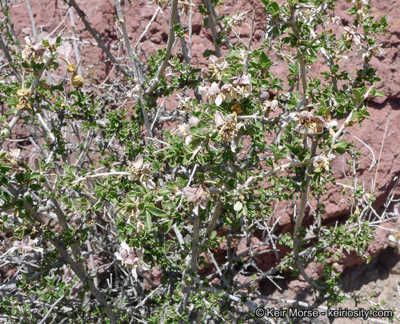 Image of ragged rockflower