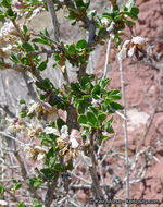 Image of ragged rockflower