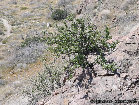 Image of ragged rockflower