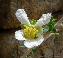 Image of ragged rockflower