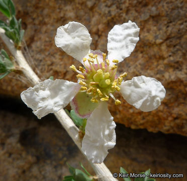 Image de Crossosoma bigelovii S. Watson