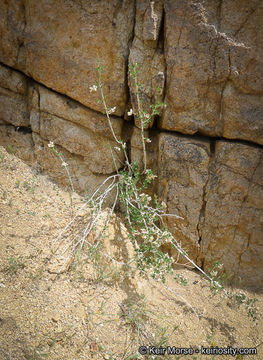 Image of ragged rockflower