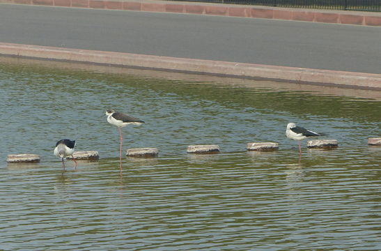 Image of Black-winged Stilt