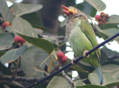 Psilopogon zeylanicus (Gmelin & JF 1788) resmi