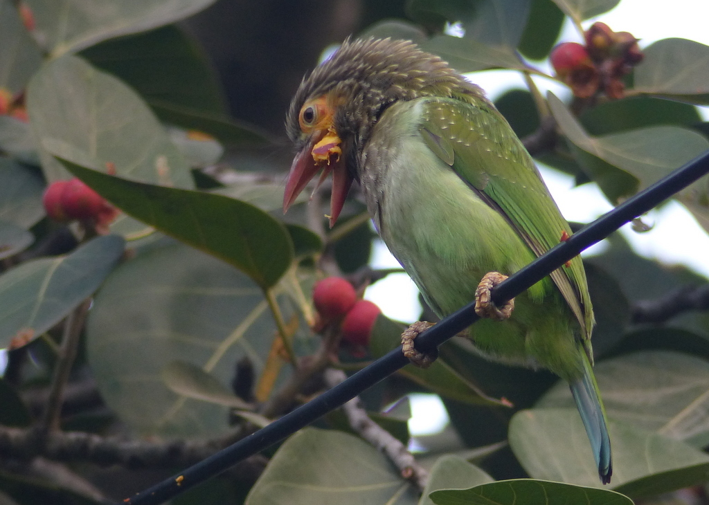 Psilopogon zeylanicus (Gmelin & JF 1788) resmi