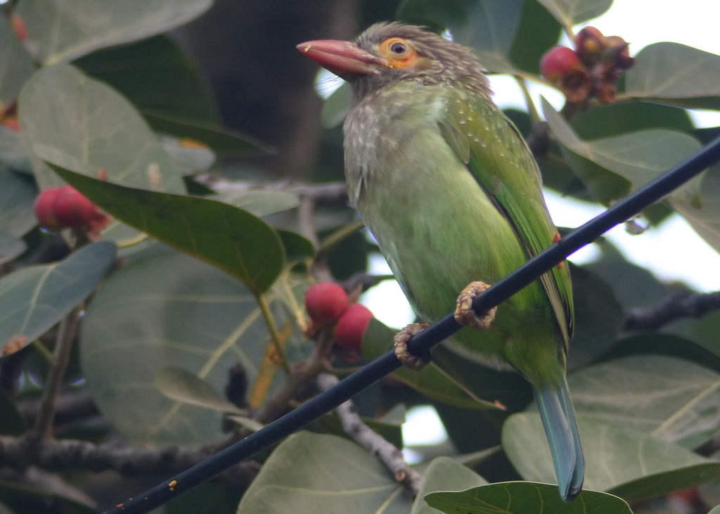 Image of Brown-headed Barbet