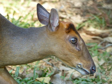 Image of Barking Deer