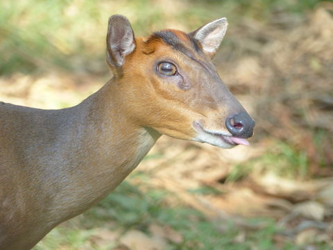 Image of Barking Deer