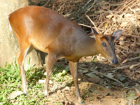 Image of Barking Deer