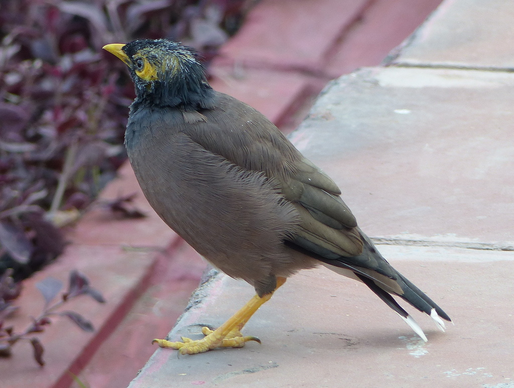 Image of Calcutta myna