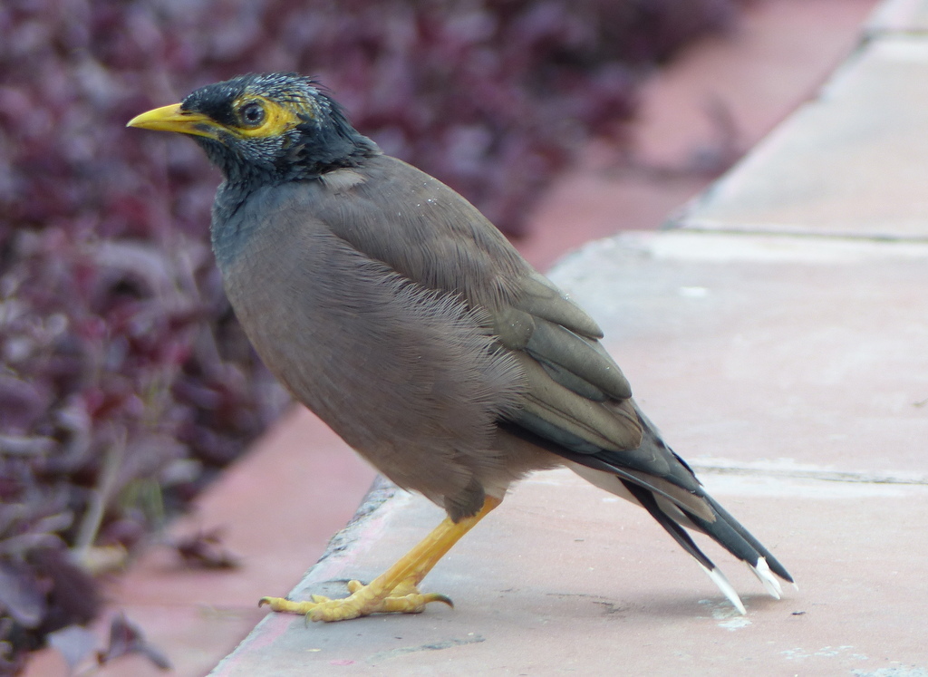 Image of Calcutta myna