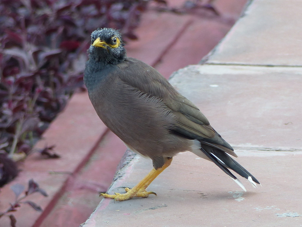 Image of Calcutta myna