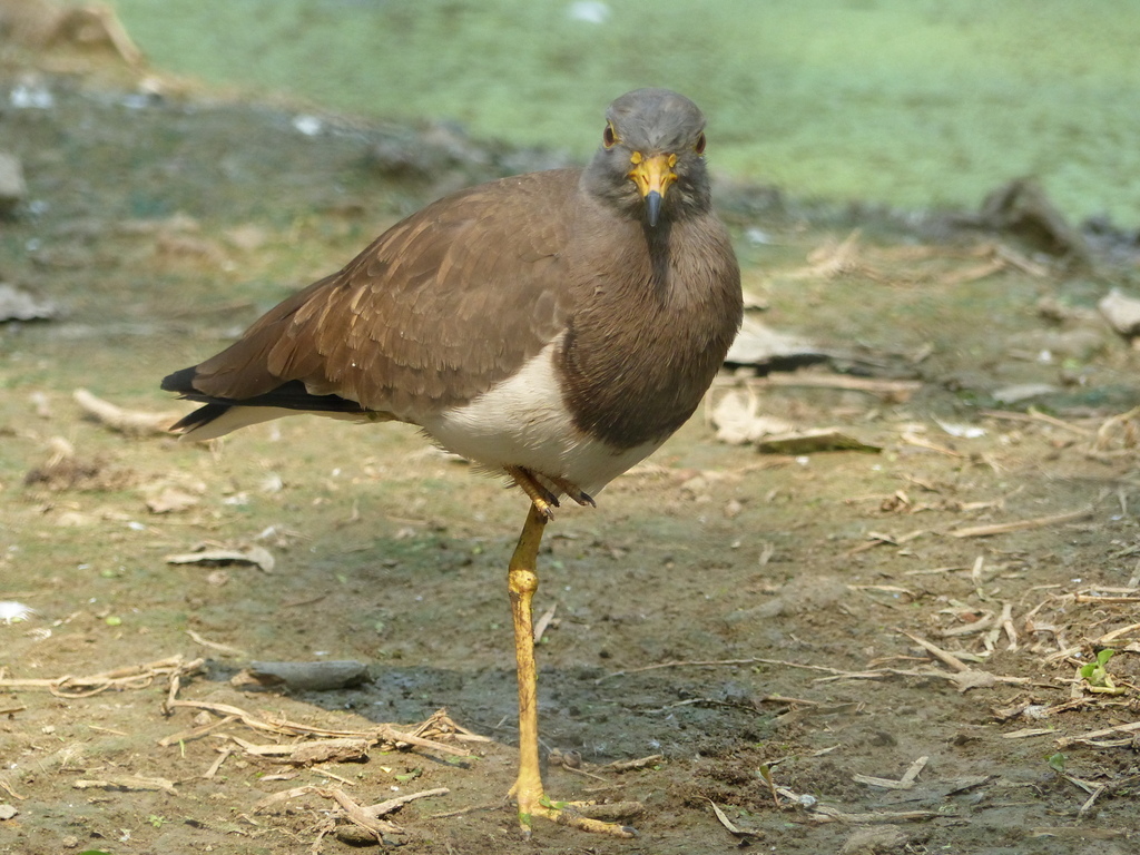 Image of Grey-headed Lapwing