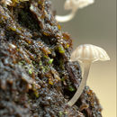 Image of <i>Mycena alba</i>