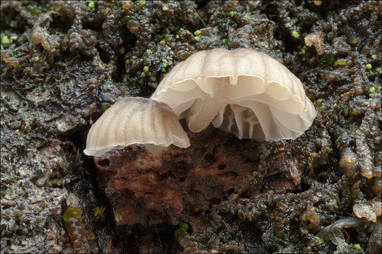 Image of <i>Mycena alba</i>