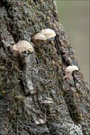 Image of <i>Mycena alba</i>