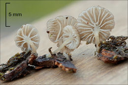 Image of <i>Mycena alba</i>