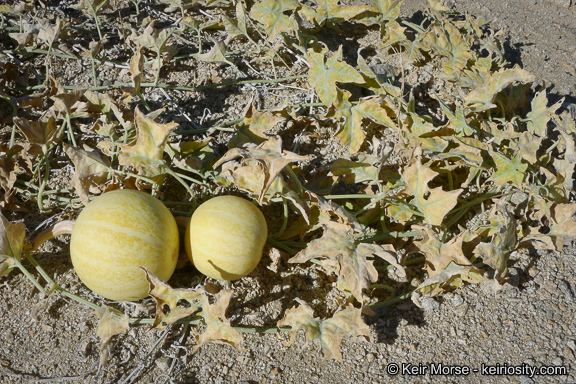 Image of coyote gourd