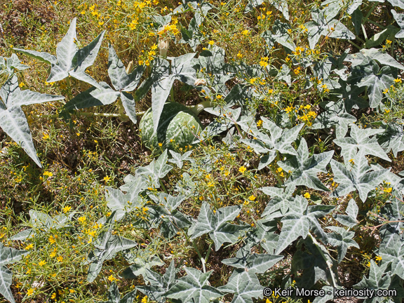 Image of coyote gourd