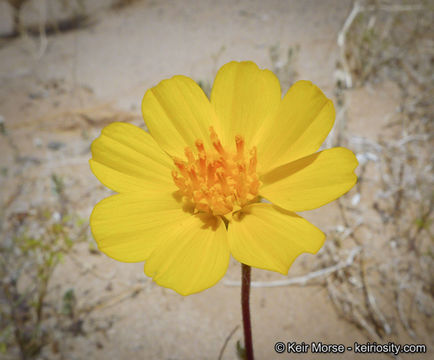 Image de Geraea canescens Torr. & A. Gray