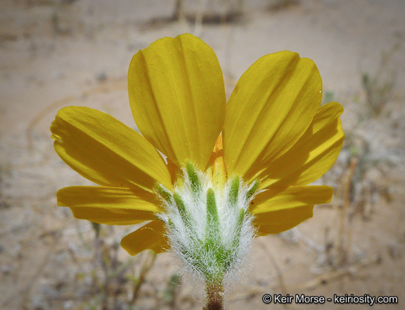 Plancia ëd Geraea canescens Torr. & A. Gray