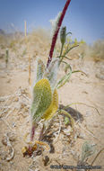 Plancia ëd Geraea canescens Torr. & A. Gray