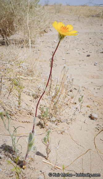 Plancia ëd Geraea canescens Torr. & A. Gray