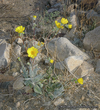 Image de Geraea canescens Torr. & A. Gray