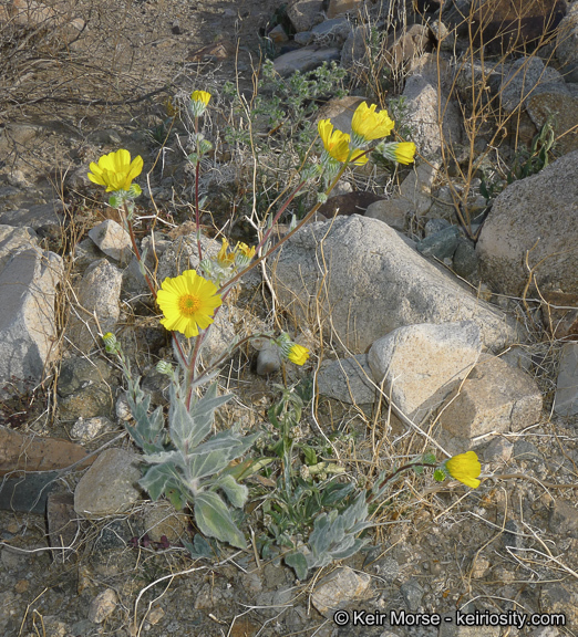 Plancia ëd Geraea canescens Torr. & A. Gray