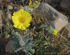 Plancia ëd Geraea canescens Torr. & A. Gray