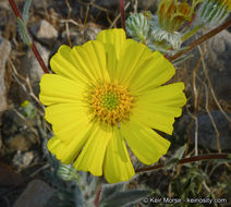 Plancia ëd Geraea canescens Torr. & A. Gray