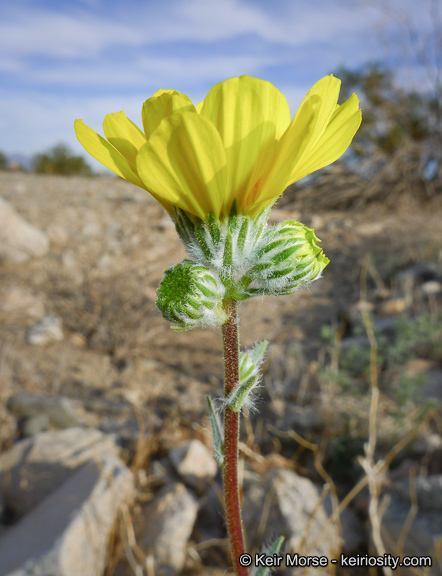 Plancia ëd Geraea canescens Torr. & A. Gray