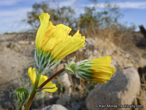 Image de Geraea canescens Torr. & A. Gray