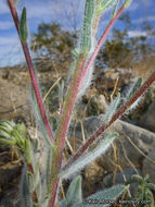 Plancia ëd Geraea canescens Torr. & A. Gray