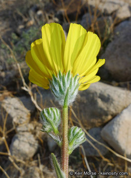 Image de Geraea canescens Torr. & A. Gray