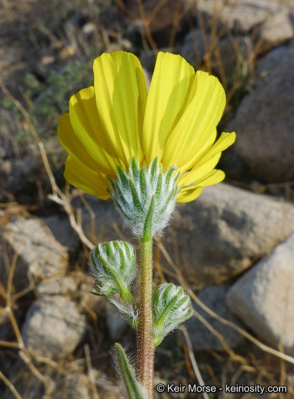 Geraea canescens Torr. & A. Gray的圖片