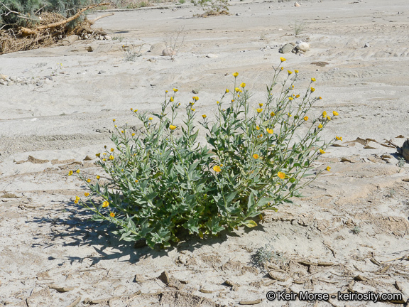 Geraea canescens Torr. & A. Gray的圖片