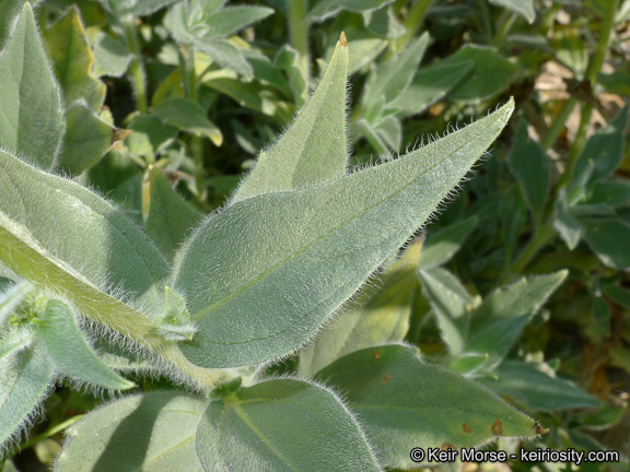 Geraea canescens Torr. & A. Gray的圖片