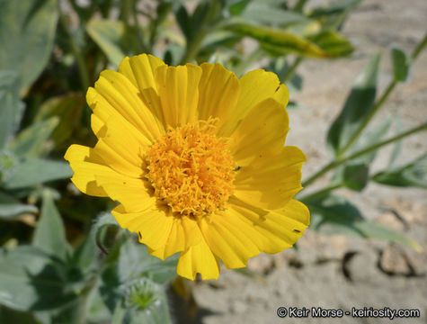 Image de Geraea canescens Torr. & A. Gray