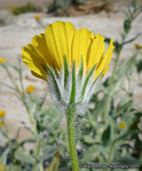 Plancia ëd Geraea canescens Torr. & A. Gray