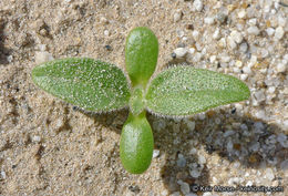 Plancia ëd Geraea canescens Torr. & A. Gray