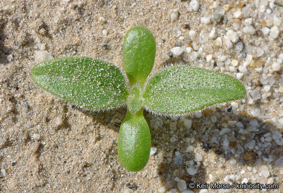 Geraea canescens Torr. & A. Gray的圖片