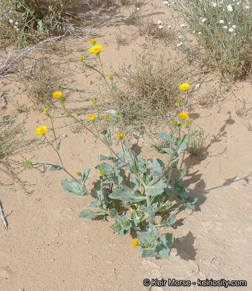 Geraea canescens Torr. & A. Gray的圖片