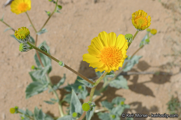 Geraea canescens Torr. & A. Gray的圖片